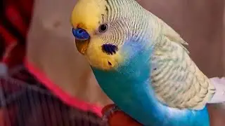 Best pets for kids & adults #budgie #parrot #parrotsinging #budgies #birds