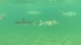 Up the George River char fishing