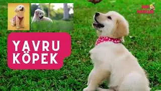 Hangi hayvan olduğunu tahmin et! Eğlenceli bir oyun videosu