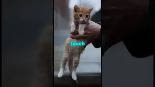 Left In The Drain... Now Safe #animalrescue #heartwarming #kindnessmatters #kittenrescue #shorts
