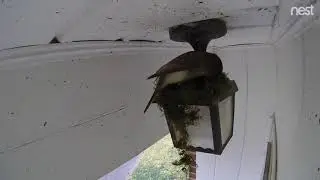 Eastern Phoebe nest building time-lapse - 03.01.2019