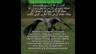 Коран Сура Аз-Зумар | 39:21 | Чтение Корана с русским переводом | Quran Translation Surah Az-Zumar