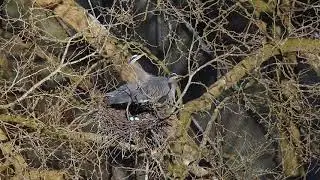 Great Blue Herons - mating at nest with eggs