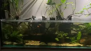 Breeding Swordtails tank 
