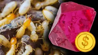 How Termites Can Help You Find Diamonds and Gold
