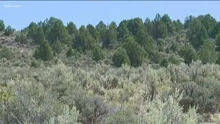 Project aims to remove invasive trees, protect sage grouse habitat in Southwest Idaho