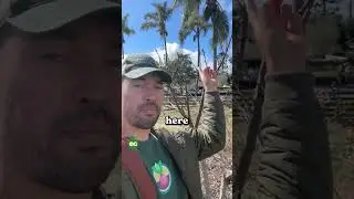 How I prune my peaches...