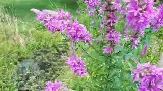 Grote kattenstaart (Lithrum salicaria) en honingbij
