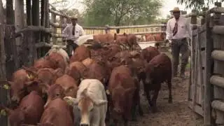 Carne Natural Paraguay Bienestar Animal