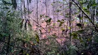 Robinson Creek, Ky