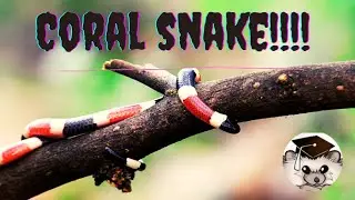 Critter ED TV Coral Snake! The Most Misunderstood Snake on Earth?