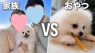 【おやつVS家族】おむかえ１週間の子犬がまさかの選択