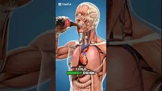 ⚠️ What Happens Inside Your Body After an Energy Drink? 🥤🔥#EnergyDrink#HumanBody#HealthFacts
