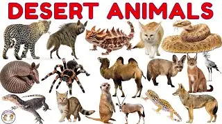 Животные пустыни для детей 🐪 | Изучаем верблюда, ящерицу, змею и других | Обучающее видео для дош...