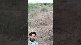 new 🆕 #wildlife #animals #leopard #zoo #cheetah #motivation #marvel #wildliferescue #ironman #memes