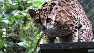 Beautiful Margay rescued from the wildlife trafficking