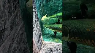 Arapaima ate a 😳 Big Pacu fish. #short #shorts #fish #fishing #arapaima #monsterfish #ytshort