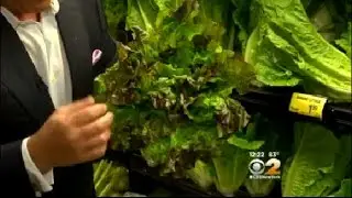 Fresh Grocer: Red Leaf Lettuce