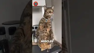 У вашей кошки по 32 мышцы в каждом ухе 👂😱