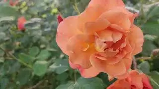 Westerland rose by Kordes