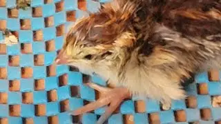 Selling Jumbo Quail Babies in the Winter - How to transport week old Quail in cold weather