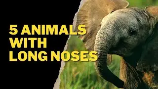 5 ANIMALS WITH LONG NOSES