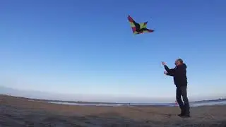 First flight Bird of prey 76 inch