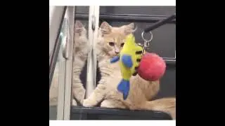 Cute cat playing with stuffed toys😍😍