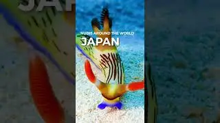 NUDIS AROUND THE WORLD - JAPAN 🇯🇵🗾