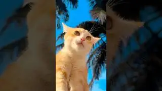 Opera Meow Mode 🎶🐈 #cat #meow #catmemes #fypシ #funny #petlover #lol #foryou #shorts #catlovers