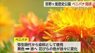 弥生時代から染料として使用&ldquo;ベニバナ&rdquo;見頃 吉野ヶ里歴史公園【佐賀県】 (25/06/19 18:25)
