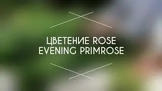 Rose Evening-Primrose цветение
