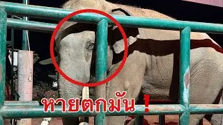 ก่อนนอน Elephant Thailand