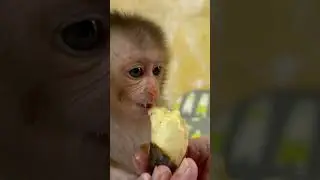 Hungry Pika Monkey Asks Grandpa For Bananas!P1