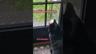 Where are the Foxes? #foxes #nature #animal #cat #thoughts #monday #mood