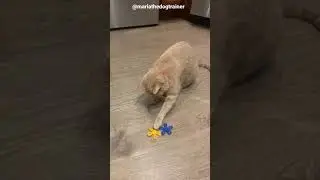 Maria The Dog Trainer & Lila Cat- Fidget Spinner Enrichment!