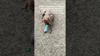 Dogesh bhai🥰. #shorts #viral #video #dog #doglover #trending #youtubeshorts #ytshorts #love #animals