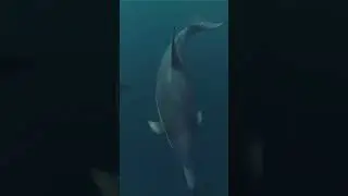 Swim with Dolphins #dolphins #dolphin #underwater #water #swim #ytshorts #shortsvideo #shorts