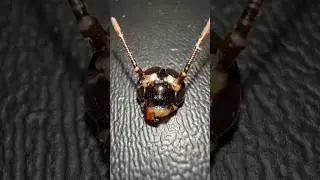 Моя СОРОКОНОЖКА может оказаться СЕРИЙНЫМ УБИЙЦЕЙ!! 💀🫣