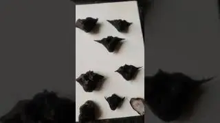 Black Buffalo Horn Nut  😲😲# Devils Horn Nut#water caltrop plant😯😯like share subscribe