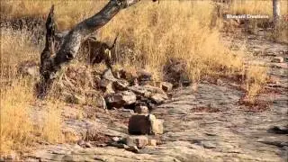Ranthambore Tiger sanctuary.