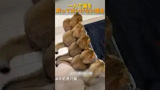 一人で猫を飼ってはいけない理由