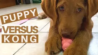 Labradoodle (F1) Puppy vs Kong with Dehydrated Minnows