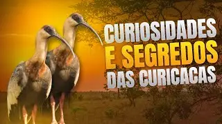 TUDO SOBRE A CURICACA