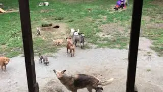 GaDaH  -S. Korean Meat Trade Survivor ROSIE playing with friends - September 16, 2021