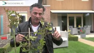 Hoe kan ik bladluis bestrijden? - Tuinieren.nl