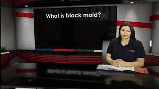 What is black mold?