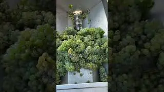The incredible work of the factory USA. #incredible #satisfying #asmr #foryou #fpy
