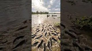 Wow! Amazing Polo Fishing Videos ! Best Big Fish Catching ! Primitive Technique fishing #fish #india