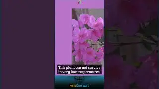 All About Azalea Flower with Pictures #floweringplants
